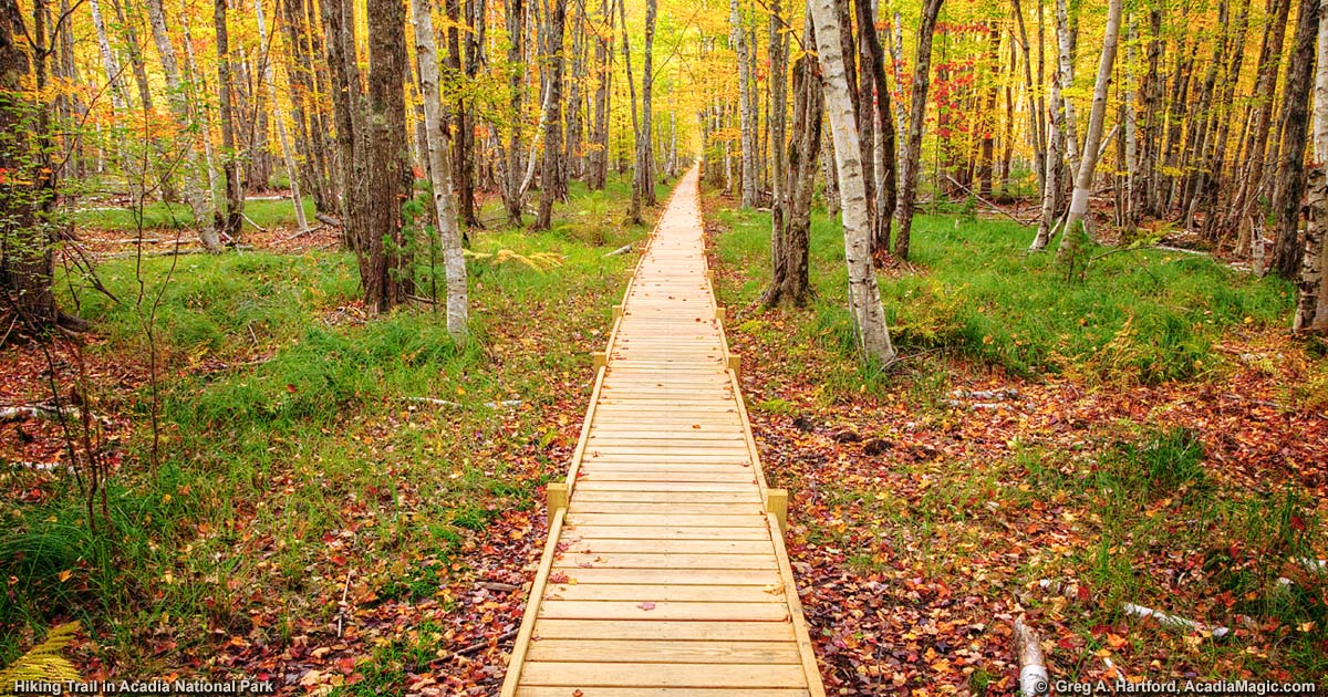 Scenic hiking trail with wooden boardwalk winding through Acadia National Park forest