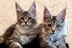 Maine Coon Cats & Kittens
