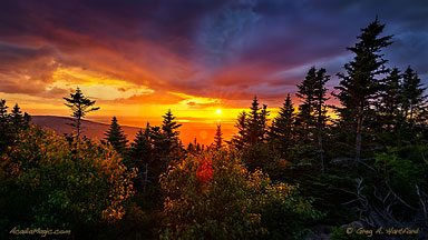 Gorgeous golden sunset seen through the trees on Cadillac Mountain in Acadia National Park, Maine