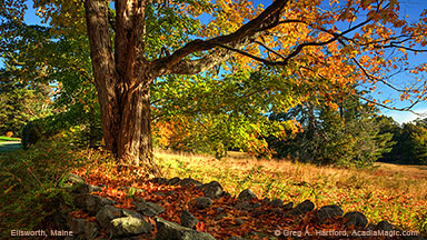 Golden autumn tree in Ellsworth, Maine with rock wall