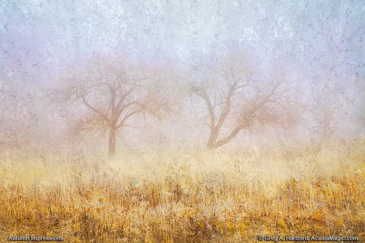 Impressionistic creation showing old apple trees in autumn