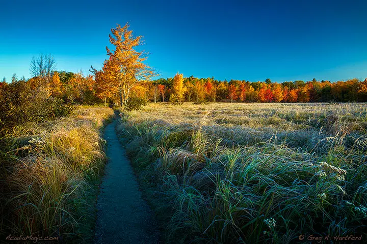 Hiking Trail at Great Meadows in Acadia National Park, Bar Harbor, Maine during Autumn
