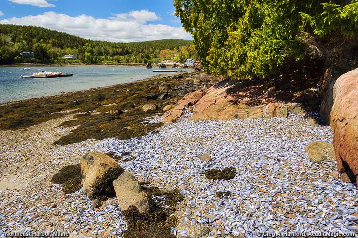 Mussel shells on the shore in Northeast Harbor, Maine