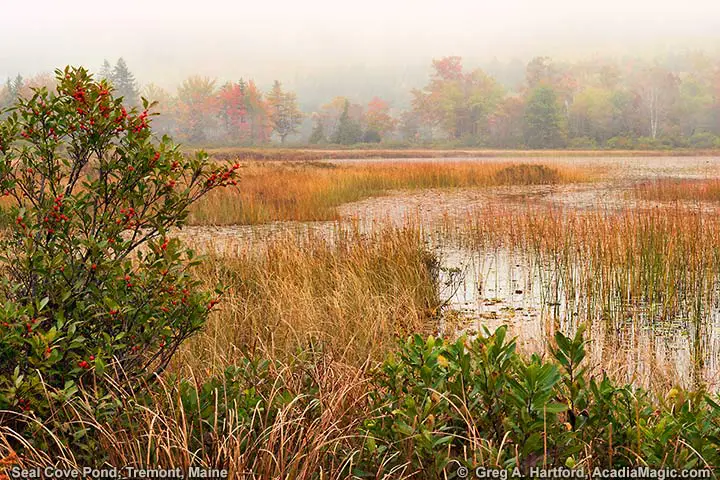 Autumn at Seal Pond Cove in Tremont, Maine