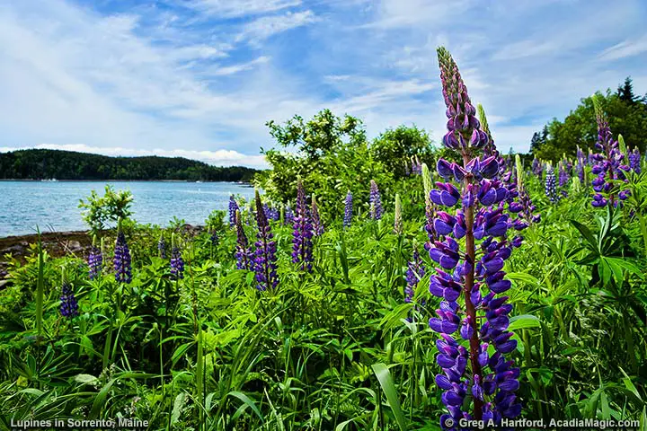 Lupines in Sorrento, Maine