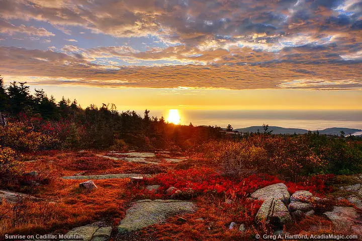 Autumn on Cadillac Mountain with red wild blueberry plant leaves