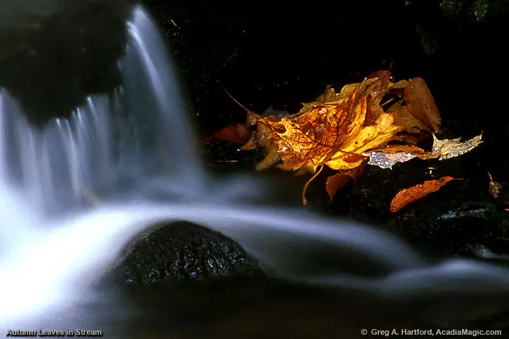 Autumn leaves and stream