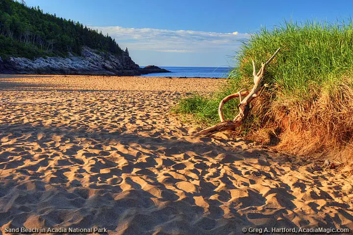 Driftwood leaning against Sand Dune at Sand Beach in Bar Harbor