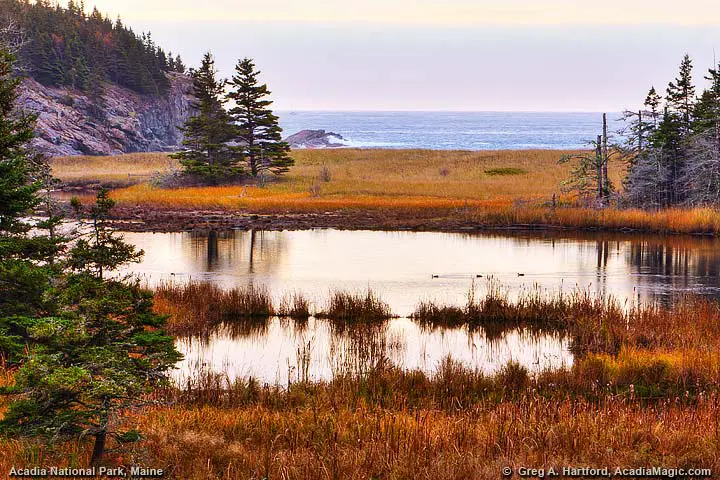Autumn view of Sand Beach from the north side in Acadia National Park