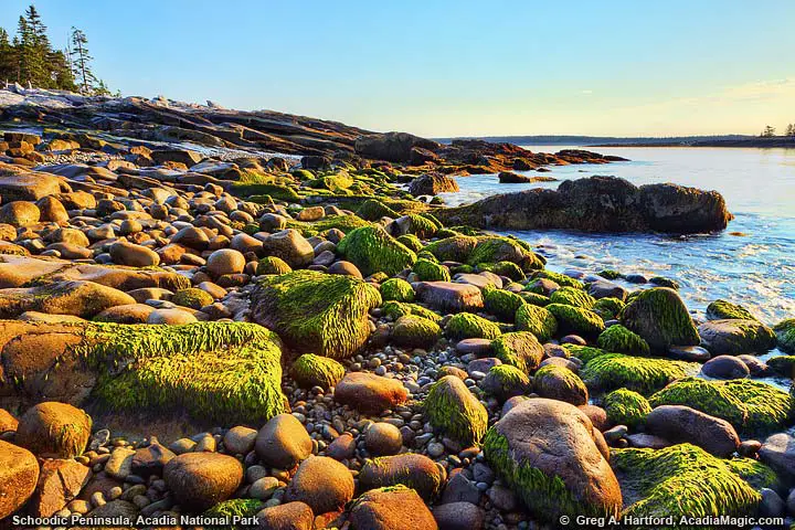 Seaweed on rocks at shoreline during sunrise