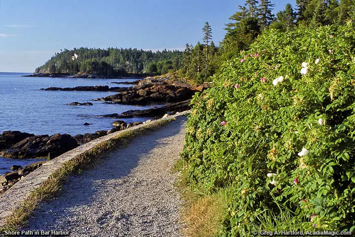 Wild Roses next to Shore Path in Bar Harbor