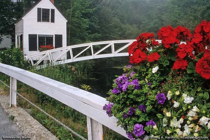 Somesville walking bridge with red flowers