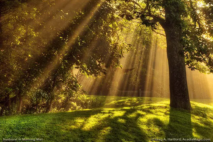 Rays of light bursting through the tree leaves and fog
