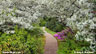 Asticou Azalea Garden in Northeast Harbor, Maine