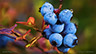 Sweet and delicious Maine Blueberries with droplets of morning dew ready for picking